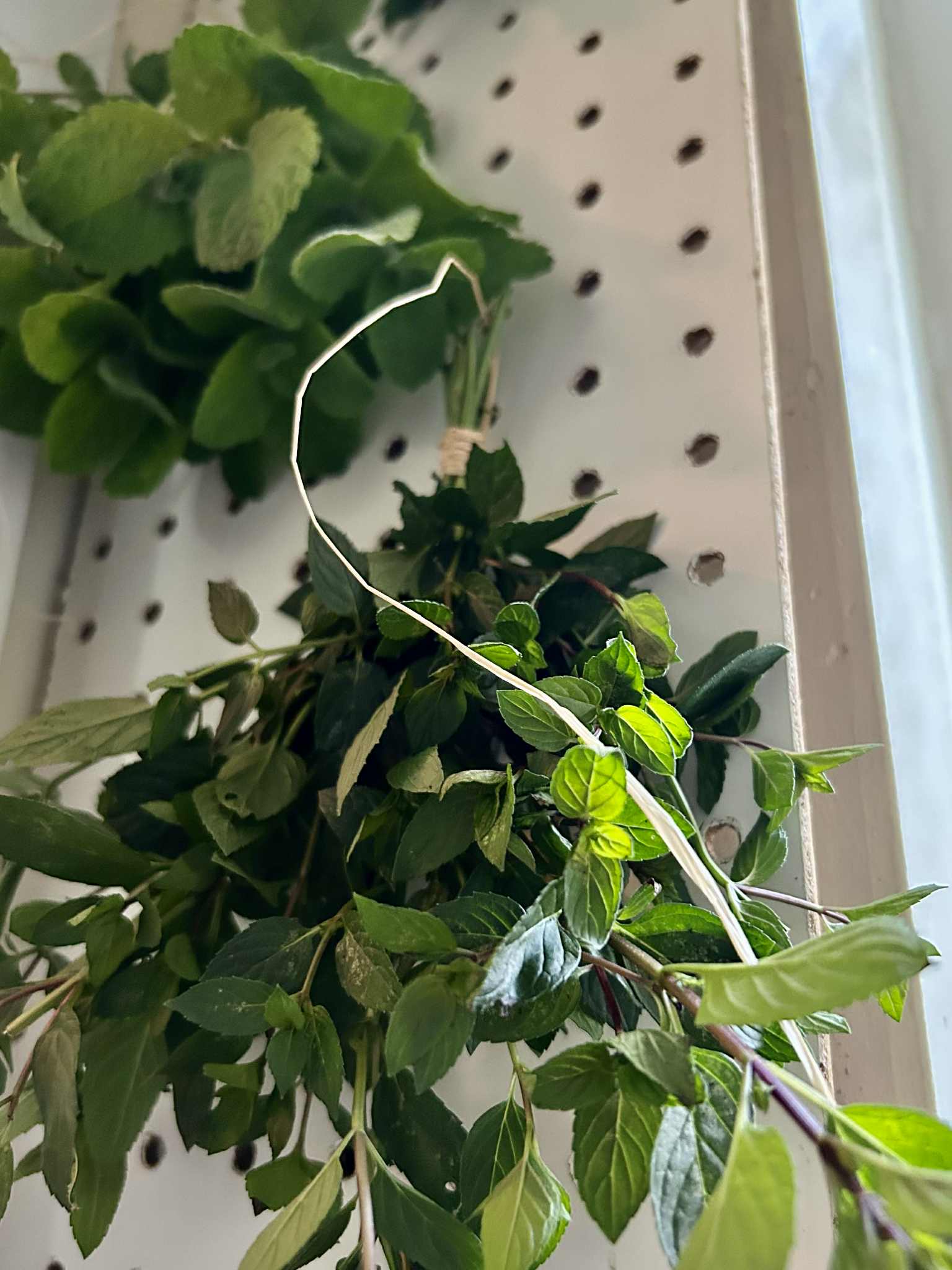 The Ultimate Guide to Cooking, Storing, and Enjoying Mint