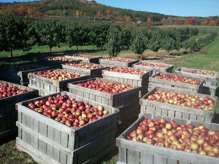 crates filled with apples